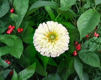 Semillas de Zinnia Oso Polar — 100 Zinnia elegans Blanca Flor Grande Anual Flor de Corte Verano