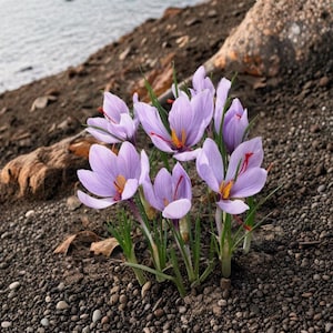 Saffranskrokusfrön 50 Crocus Sativus Höstblommande Lila Blomma Prydnadsväxt Trädgård
