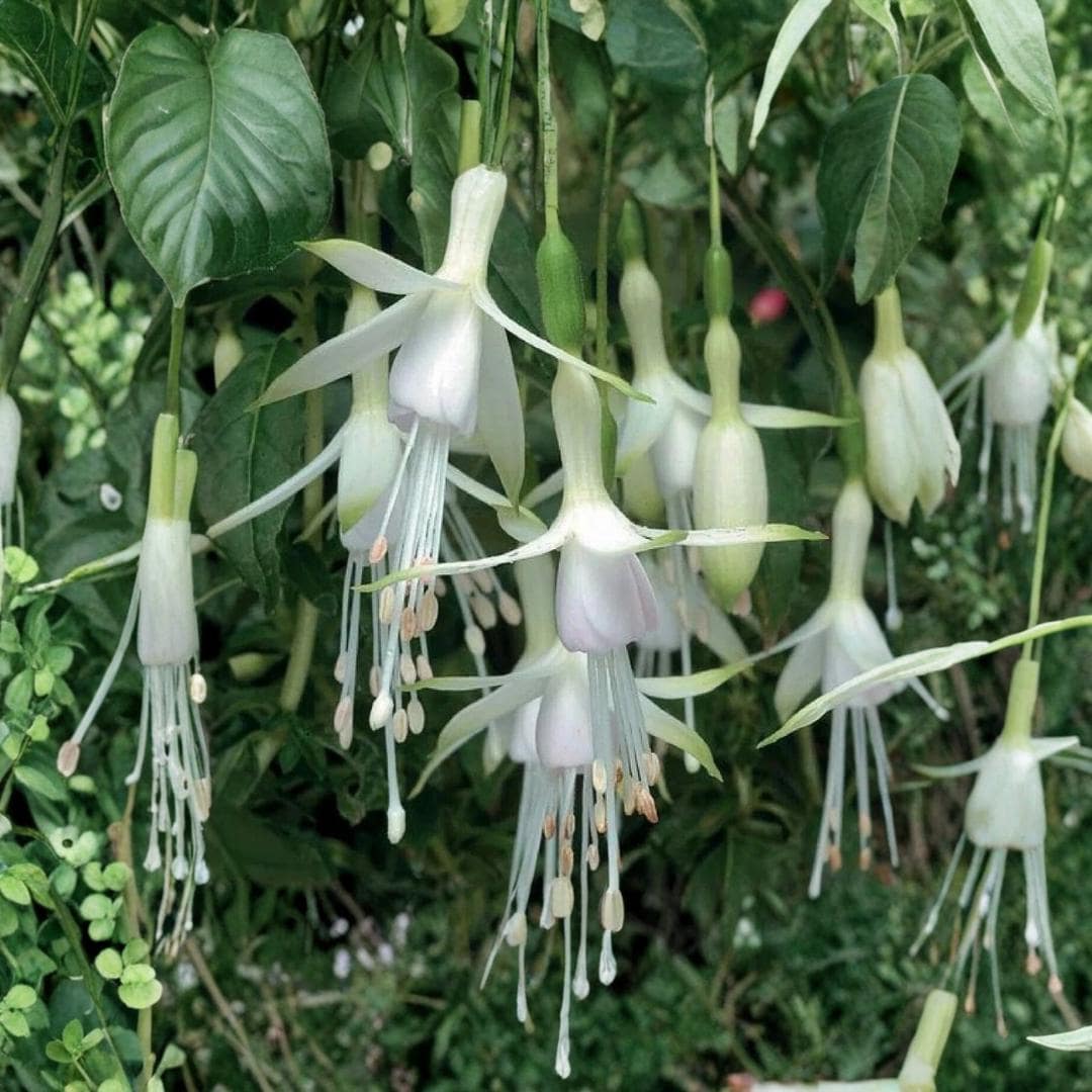 Hanging fuchsia plant - Etsy 日本