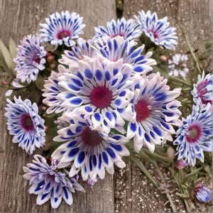 Puede incluir: Un grupo de crisantemos blancos y azules con centros rojo oscuro. Los pétalos son blancos con marcas azules, dispuestos sobre una superficie de madera envejecida. Las flores están en plena floración, mostrando sus intrincados patrones.