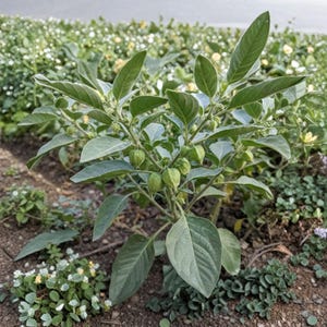 Ashwagandha Frön 50 Ekologiska Frön Withania Somnifera, Indisk Ginsengväxt, Vinterkörsbär Botanisk bild 2