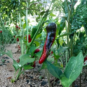 Puede incluir: Primer plano de un pimiento rojo y negro que crece en una planta. El pimiento es largo y delgado, con una superficie brillante. Hojas verdes y otros pimientos son visibles en el fondo, lo que sugiere un jardín.