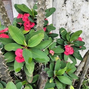 Euphorbia milii seeds - Etsy sterreich