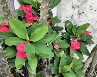 100 st kaktusfrön Euphorbia Milii – Bonsai-växt med sällsynt blomning
