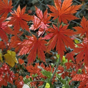 May include: Close-up of vibrant red Japanese maple leaves. The leaves have a distinctive palmate shape with deeply lobed edges. The image captures the rich colour and texture of the foliage, with a blurred background of other plants and a chain-link fence.