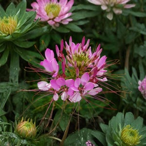 Puede incluir: Primer plano de una flor de araña rosa en plena floración, con delicados pétalos y largos y finos estambres. La flor está rodeada de follaje verde y otras flores rosas, creando una escena vibrante y natural.