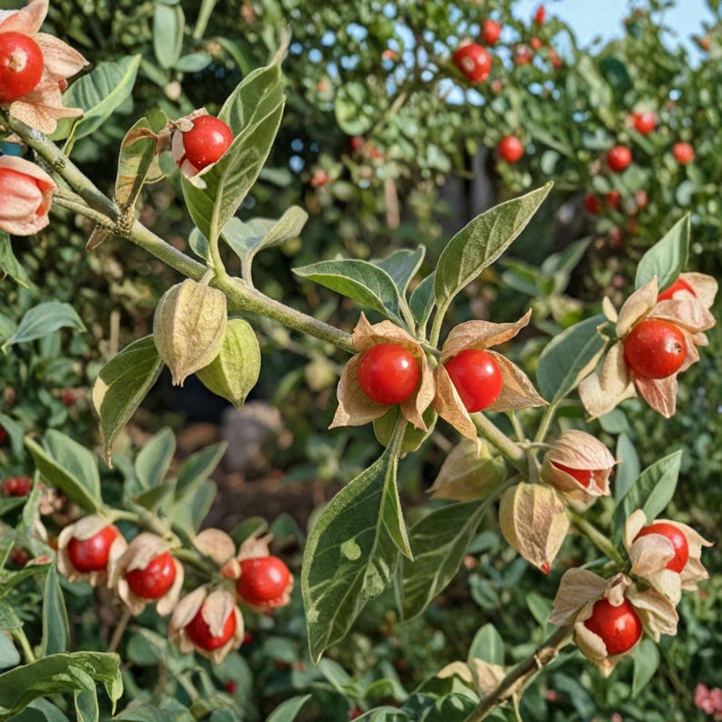 Ashwagandha Frön 50 Ekologiska Frön Withania Somnifera, Indisk Ginsengväxt, Vinterkörsbär Botanisk bild 1