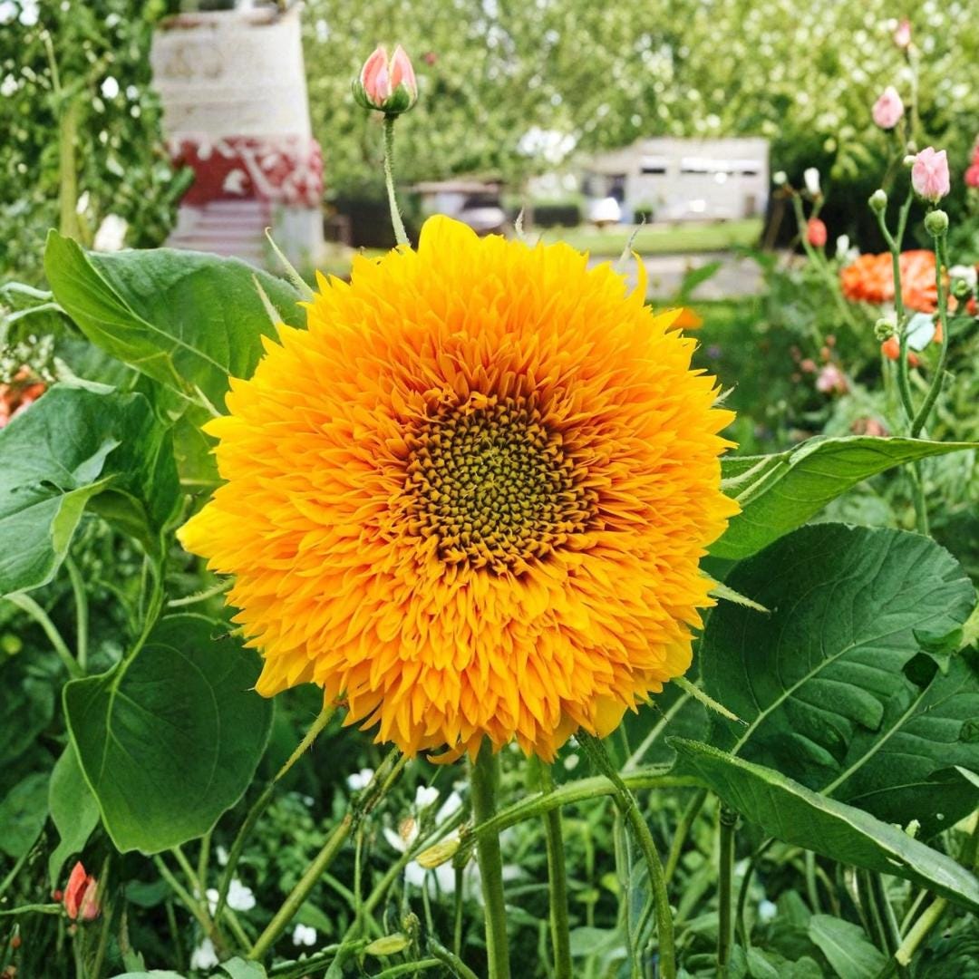 100 Dwarf Teddy Bear Sunflower Seeds Sungold Double Sunflower ...