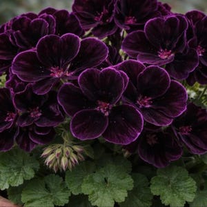 Royal Velvet Geranium 100+ Seeds, Pelargonium Flower Plant, Ornamental Garden Flowers for Patio Containers
