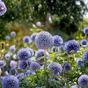 Può includere: Primo piano di un campo di fiori di cardo blu. Le infiorescenze sferiche sono di un blu intenso, con una consistenza appuntita. Il fogliame e gli steli verdi sostengono i fiori, con uno sfondo verde sfocato di alberi e altre piante.