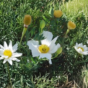 以下が含まれることがあります： 黄色い中心と緑の茎を持つ白い花のクローズアップ。緑の葉に囲まれています。花は繊細な花びらを持っており、いくつかのつぼみが見えるなど、さまざまな開花段階にあります。