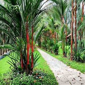 May include: A lush garden path lined with vibrant red-stemmed palm trees and green foliage. A stone walkway leads through the tropical landscape, with a grassy area on either side. The scene evokes a sense of tranquility and natural beauty.