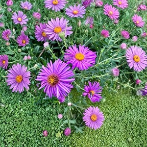 May include: A close-up of purple aster flowers with yellow centres, set against green foliage. The petals are arranged in a radial pattern. The image shows several open blooms and some buds, creating a natural, colourful display.