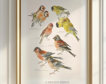 Vintage Garten Vögel Wandbild, Grünfink Kunstdruck, Naturliebhaber Poster