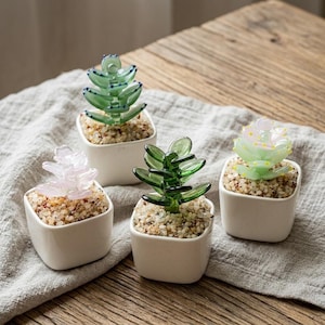 Könnte beinhalten: Vier kleine, quadratische weiße Keramiktöpfe, die jeweils eine Sukkulentenpflanze aus Glas enthalten. Die Sukkulenten sind in verschiedenen Farben erhältlich, darunter Grün, Rosa und ein helles Grün mit gelben Akzenten. Die Töpfe sind mit kleinen, hellfarbigen Kieselsteinen gefüllt.