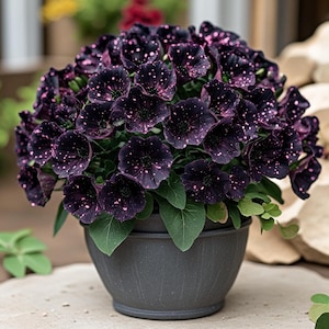May include: A dark grey pot filled with blooming petunias. The flowers are a deep purple with pink speckles, creating a starry effect. Green leaves peek out from the base of the flowers. The pot sits on a wooden surface.