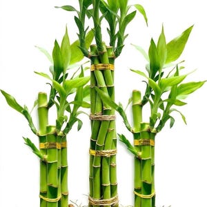 Lucky bamboo live plant - Etsy.de