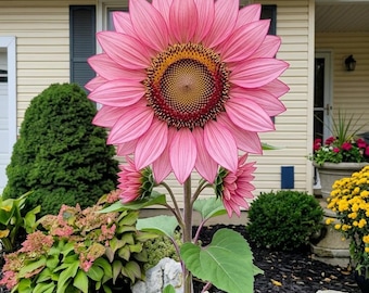 Semi di girasole rosa fragola (50 pezzi) – Semi di fiori da giardino rari, non OGM, per la semina