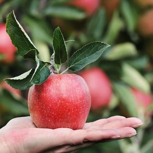 May include: A ripe red apple with green leaves and a stem is held in an open hand. The apple is in focus, with other apples and green foliage blurred in the background. The apple appears fresh and ready to eat.