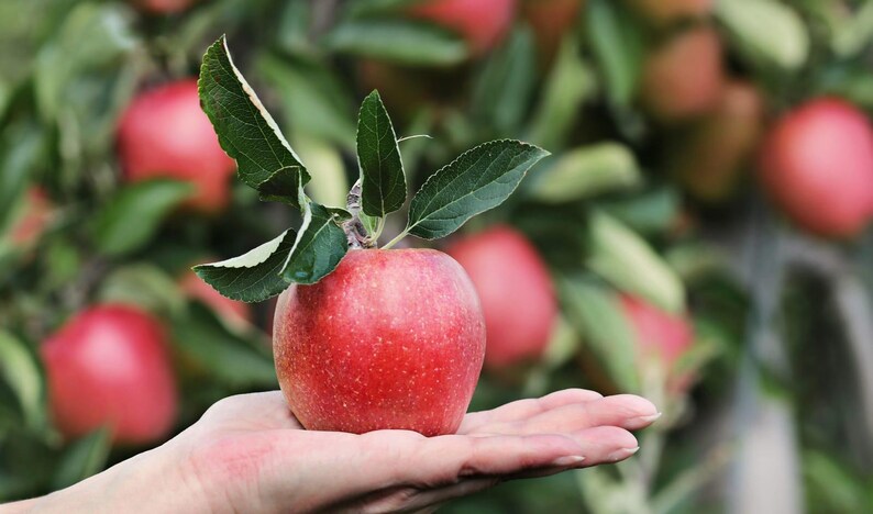 May include: A ripe red apple with green leaves and a stem is held in an open hand. The apple is in focus, with other apples and green foliage blurred in the background. The apple appears fresh and ready to eat.