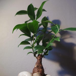 May include: A small bonsai tree with vibrant green leaves and a textured brown trunk. The plant is set against a neutral background, with white stones at the base. The image highlights the plant's natural beauty and form.