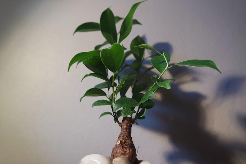 May include: A small bonsai tree with vibrant green leaves and a textured brown trunk. The plant is set against a neutral background, with white stones at the base. The image highlights the plant's natural beauty and form.