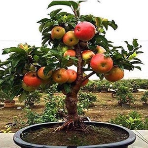 May include: A bonsai apple tree in a black pot, laden with ripe red and yellow apples. The tree has green leaves and a brown trunk, with visible roots. The background shows a garden setting.