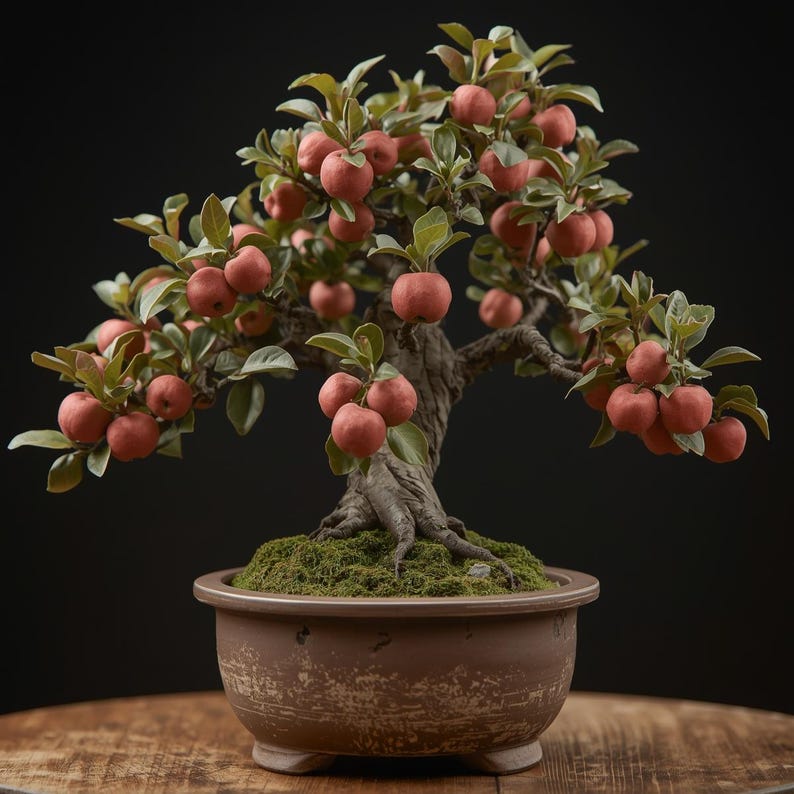 May include: A bonsai apple tree with red apples and green leaves. The tree is planted in a brown ceramic pot filled with green moss. The tree's trunk is brown and twisted. The background is black, and the tree sits on a wooden surface.