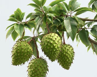Giant Soursop Seeds – Graviola Guanabana Tropical Fruit Tree (12+ Seeds)