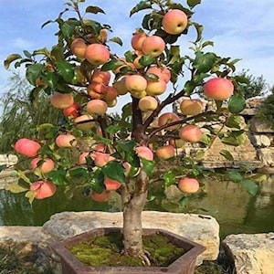 May include: A small apple tree laden with ripe, pink-blushed apples. The tree, in a decorative pot, has green leaves and a brown trunk. The background includes a pond and stone formations, creating a natural, serene setting.