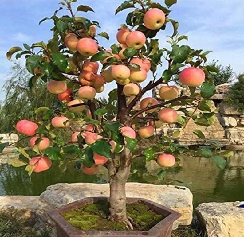 May include: A small apple tree laden with ripe, pink-blushed apples. The tree, in a decorative pot, has green leaves and a brown trunk. The background includes a pond and stone formations, creating a natural, serene setting.