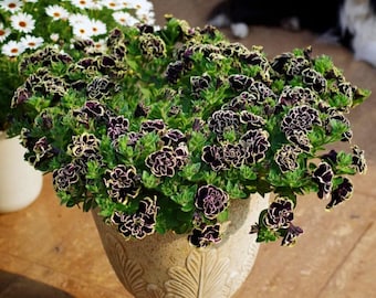 Semillas de petunia negra doble, flores enanas onduladas, semillas de jardín tradicionales.