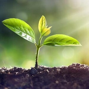 May include: A close-up of a small green plant sprouting from dark soil. The plant has three leaves, two larger ones and a smaller one at the top. The background is blurred, with sunlight shining through.