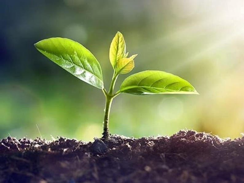 May include: A close-up of a small green plant sprouting from dark soil. The plant has three leaves, two larger ones and a smaller one at the top. The background is blurred, with sunlight shining through.