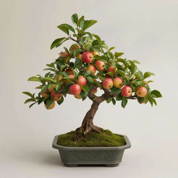 Dwarf Apple Tree Bonsai Seeds – Indoor Fruit Plant, Rare Non-GMO Garden Seeds