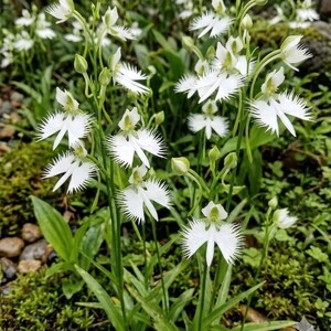 Dove Orchid Plant - Etsy