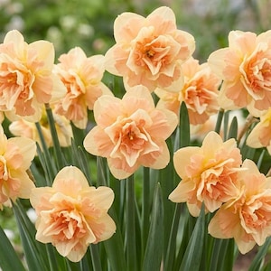 Narciso doble color melocotón – Flores de narciso pom-pom para jardín de primavera (10 bulbos)