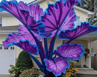 Planta Alocasia oreja de elefante gigante – Follaje tropical exótico (paquete de 2)