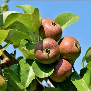 May include: Close-up of a cluster of ripe pears on a tree branch. The pears are a mix of red and green, with a slightly speckled appearance. The leaves are a vibrant green, and the background is a clear blue sky.