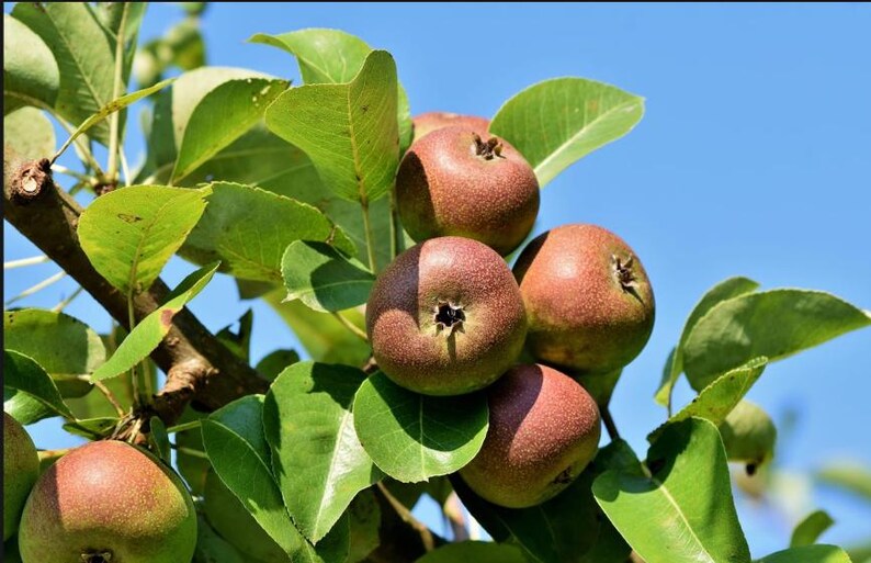 May include: Close-up of a cluster of ripe pears on a tree branch. The pears are a mix of red and green, with a slightly speckled appearance. The leaves are a vibrant green, and the background is a clear blue sky.