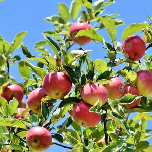 May include: A close-up shot of a tree branch laden with ripe red apples. The apples have a vibrant red hue with a hint of yellow, contrasting with the green leaves. The background is a clear, bright blue sky.