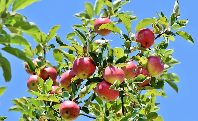May include: A close-up shot of a tree branch laden with ripe red apples. The apples have a vibrant red hue with a hint of yellow, contrasting with the green leaves. The background is a clear, bright blue sky.