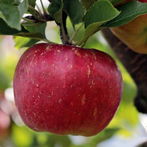 May include: A close-up of a ripe red apple hanging from a tree branch, surrounded by green leaves. The apple has a vibrant red color with subtle yellow speckles. The background is blurred, suggesting a natural outdoor setting.
