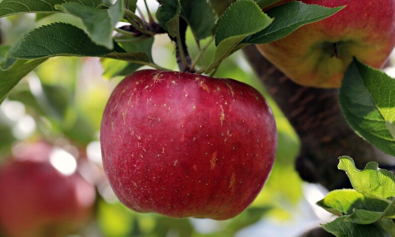 May include: A close-up of a ripe red apple hanging from a tree branch, surrounded by green leaves. The apple has a vibrant red color with subtle yellow speckles. The background is blurred, suggesting a natural outdoor setting.