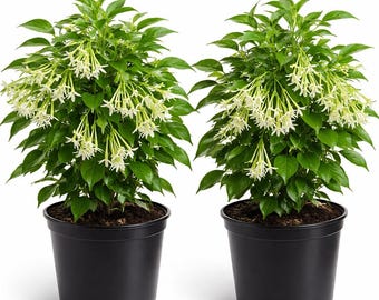 Cestrum Nocturnum Live Plant – Night Blooming Jasmine, Queen of the Night, Highly Fragrant, Fast Growing