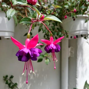 Rhodochiton Plant - Etsy