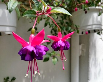 Semi di Rhodociton viola, pianta rampicante annuale per tralicci e fioriere da balcone.