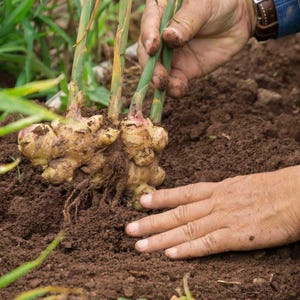 Puede incluir: Primer plano de raíz de jengibre recién cosechada con tallos verdes, sostenida por una persona en un jardín. El jengibre es de color marrón claro y el suelo es de color marrón oscuro. Se ven las manos de la persona.