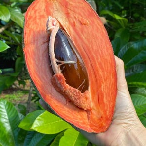 ルクマ 接木苗 熱帯果樹 スーパーフード ルクマ 接木苗 熱帯果樹