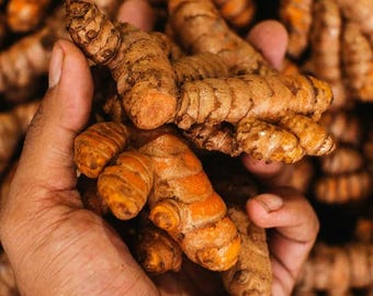 Rizomas de cúrcuma orgánica: raíces tradicionales para plantar, culinarias y medicinales.